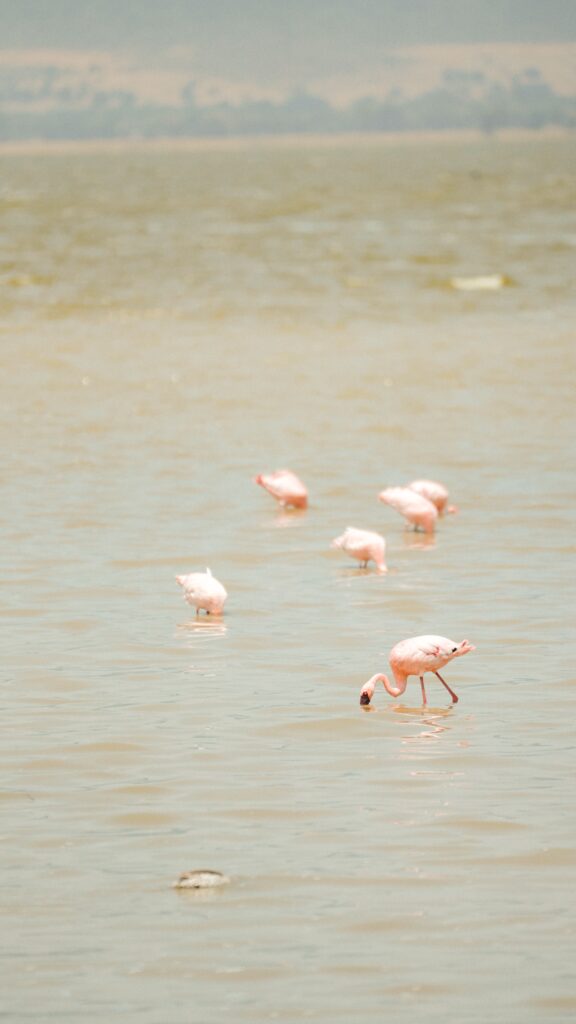 Flamingos wading on a Tanzanian lake shore