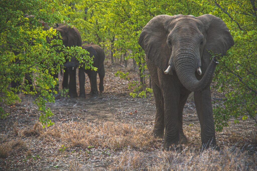 African elephants in lush South African savanna