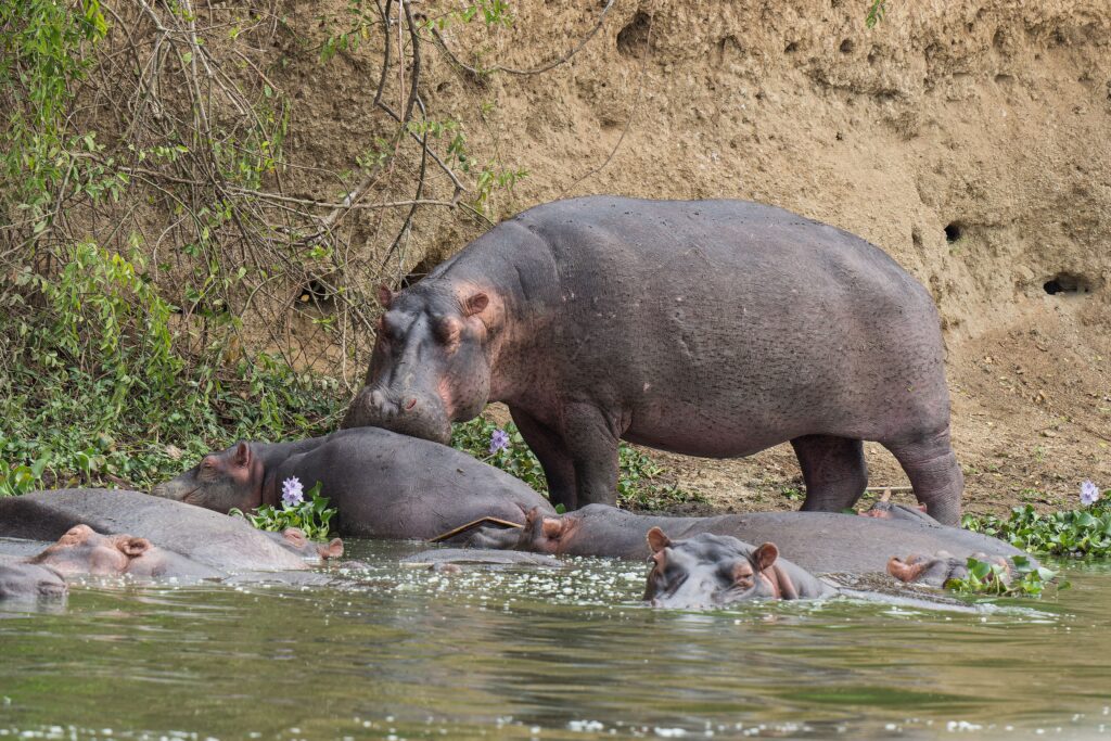 Herd of hippos in a green river channel