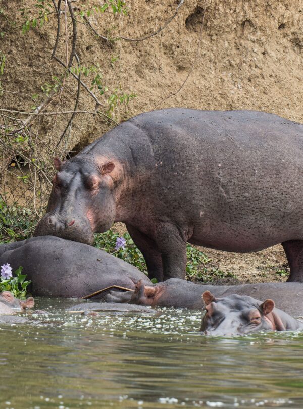 Herd of hippos in a green river channel