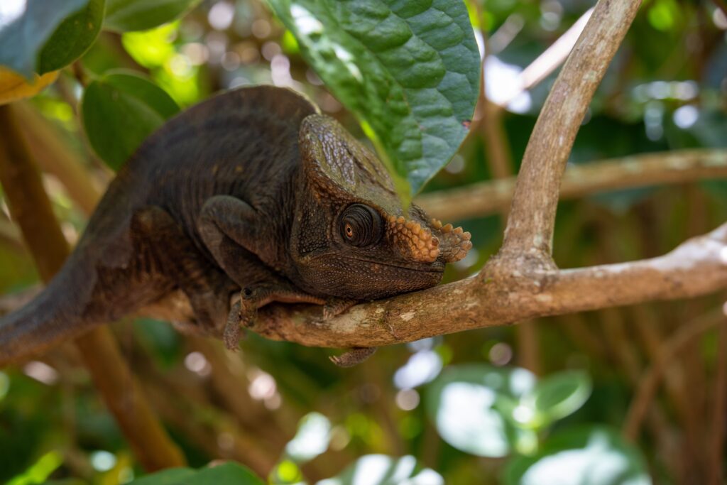 Chameleon camouflaged on a branch in Madagascar greenery