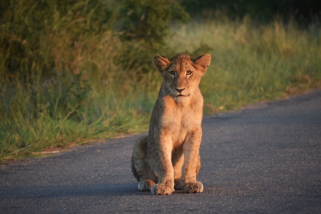Lion cub on safari road in South Africa
