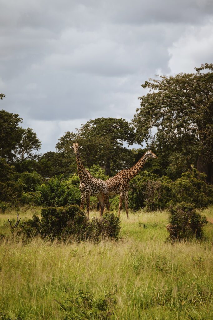 Two giraffes in Mikumi National Park Tanzania