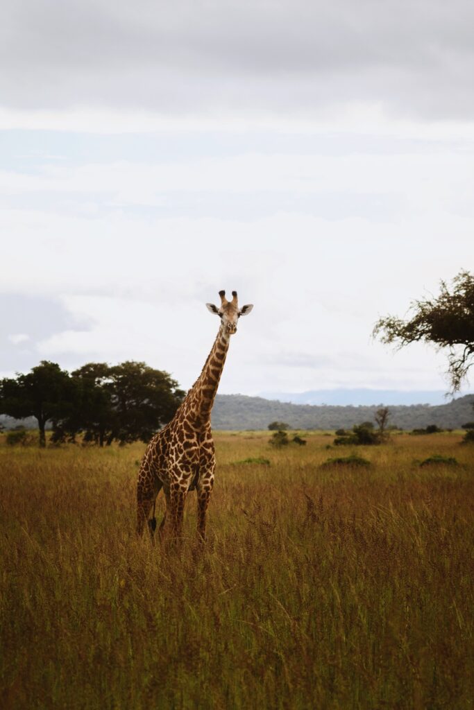 Lone giraffe on Mikumi grassy plains