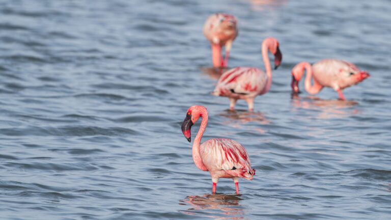 5-Day Lake Natron Safari | Flamingos, Maasai & Ol Doinyo Lengai