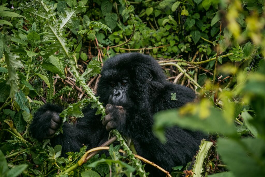 Mountain gorilla eating in dense jungle foliage