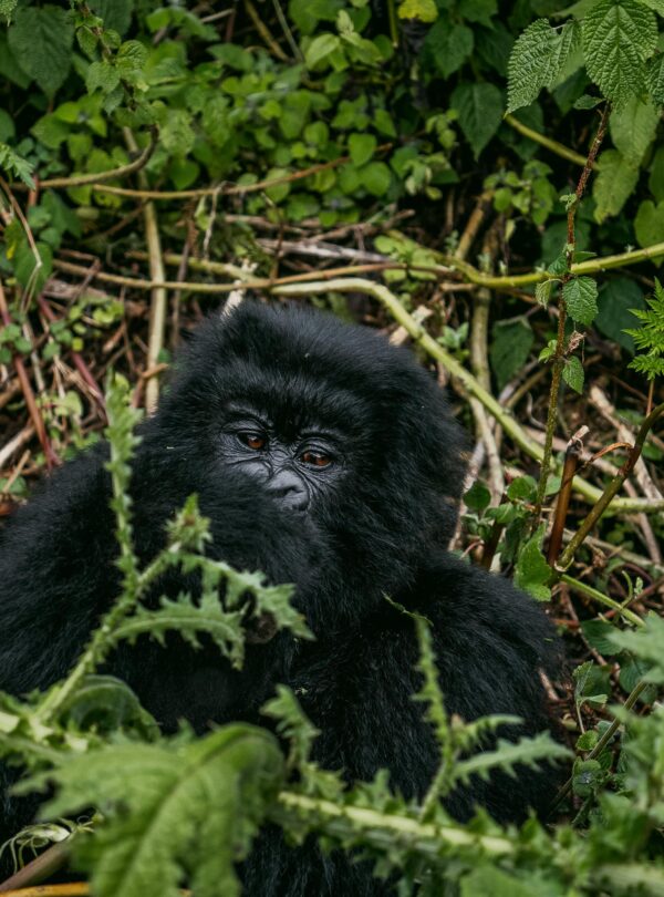 Mountain gorilla nestled in rainforest vegetation
