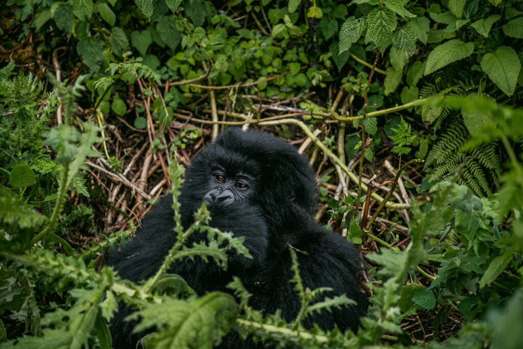 Mountain gorilla resting in dense jungle foliage