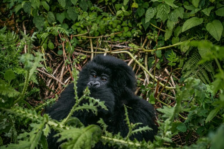 4-Day Rwanda Gorilla Trek | Volcanoes National Park