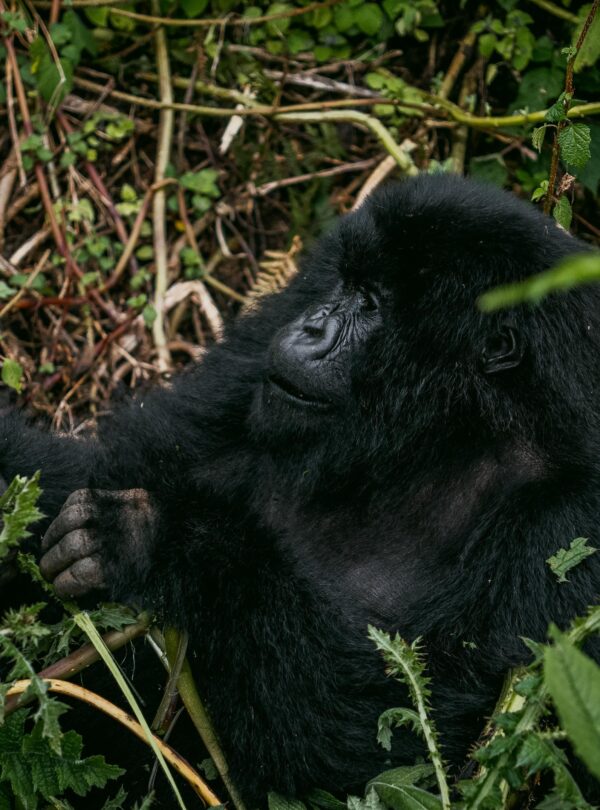 Mountain gorilla sitting among green foliage
