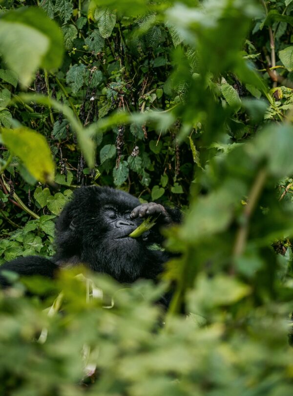 Mountain gorilla feeding on leaves in jungle habitat