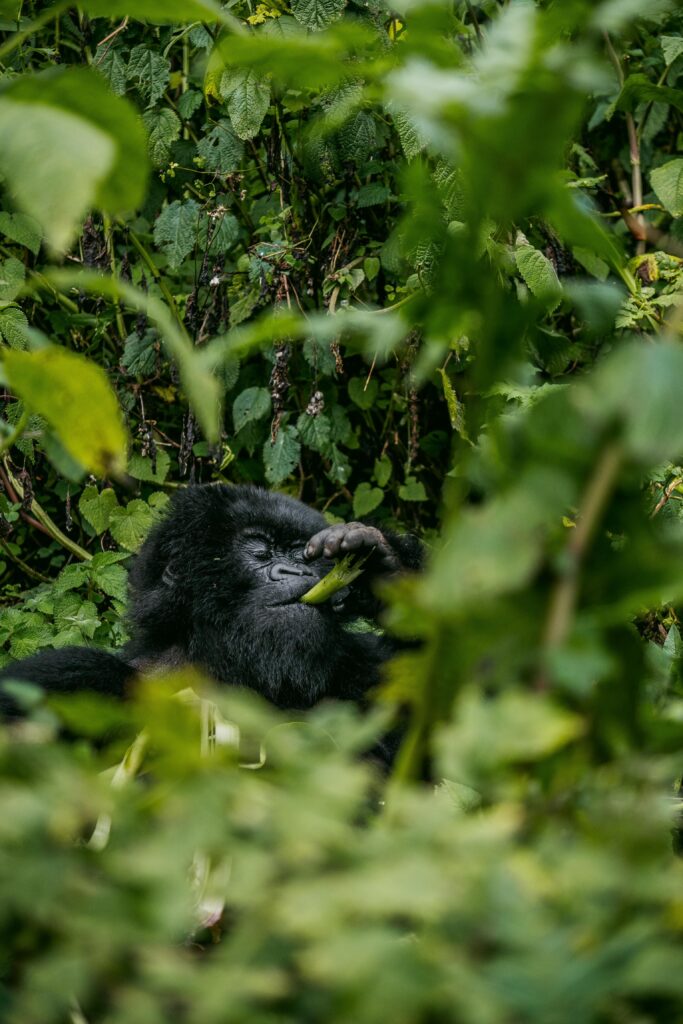 Mountain gorilla eating leafy vegetation