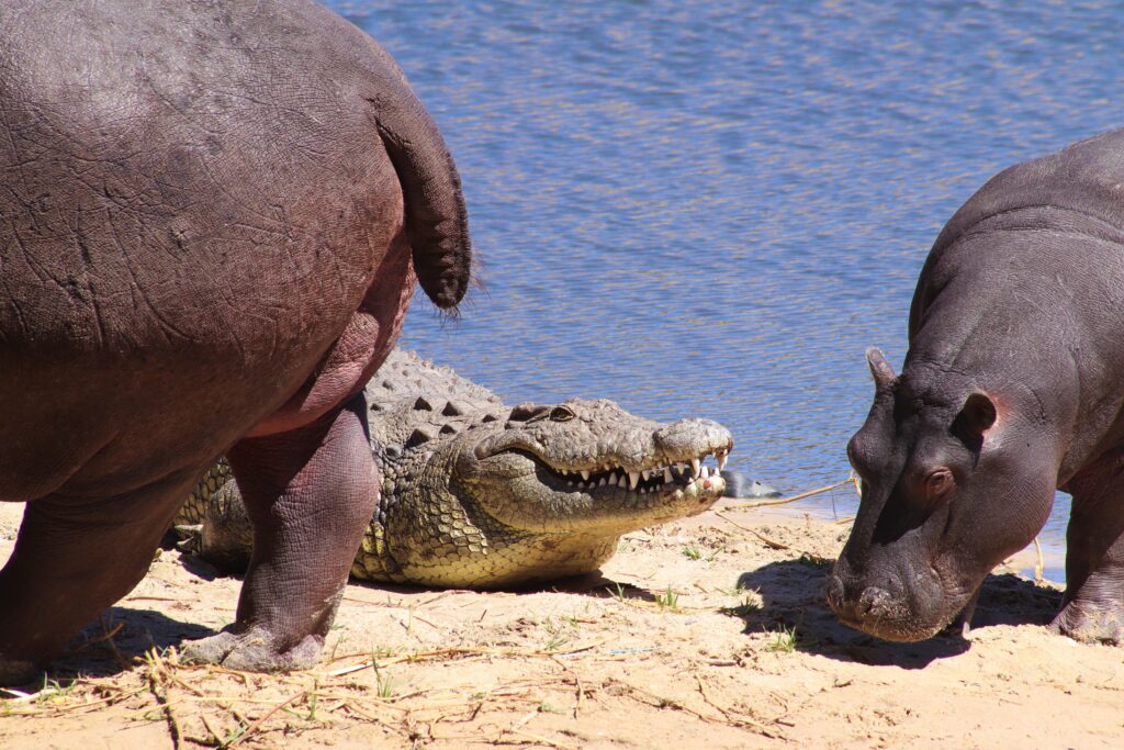Crocodile and hippos on a sandy riverbank