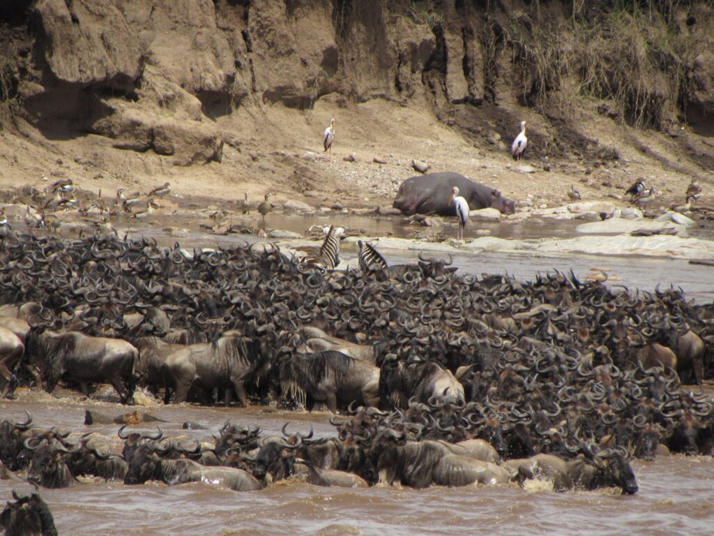 When Is the Best Time to See the Great Migration in the Serengeti? 4 Wildebeest herd crossing a river in the Great Migration