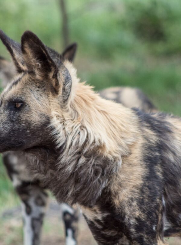African wild dog standing alert on safari plains