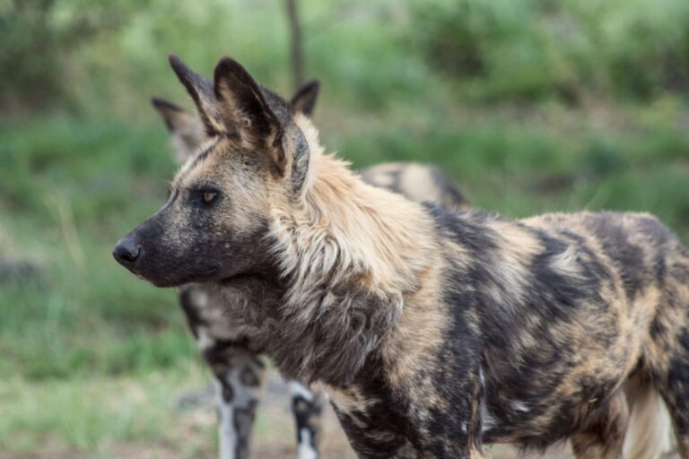 10-Day Southern Tanzania Safari | Nyerere, Ruaha & Mikumi