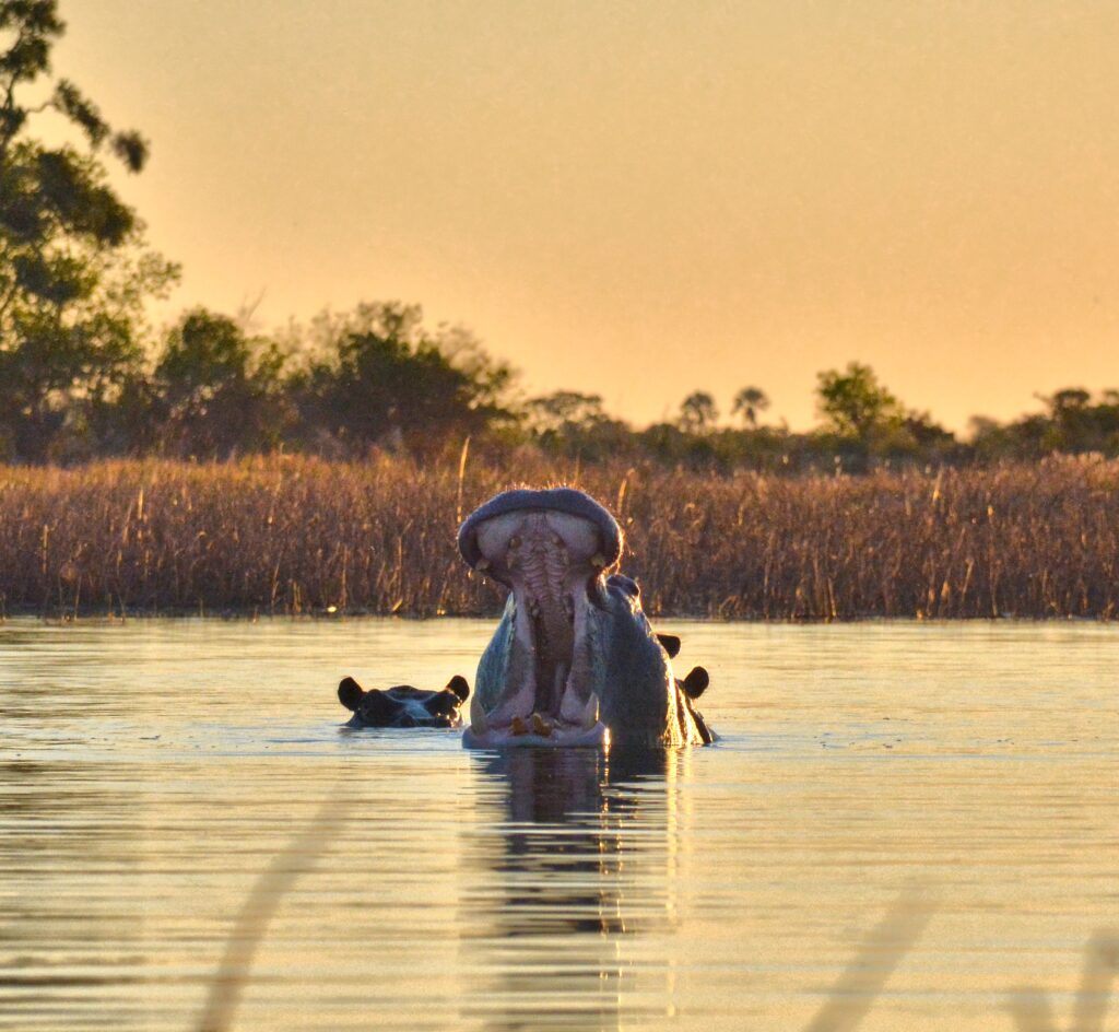 Hippopotamus yawning at sunset in Botswana waters