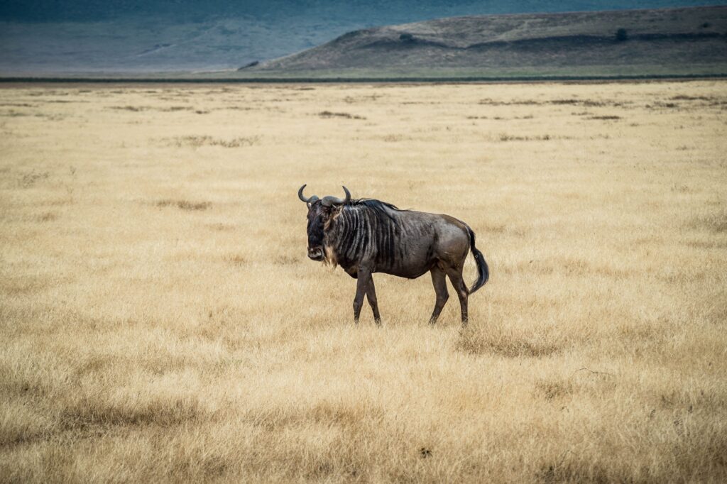 Best Time for Tanzania Safari: A Local Operator's Honest Month-by-Month Guide 5 Wildebeest in green Ngorongoro grasslands