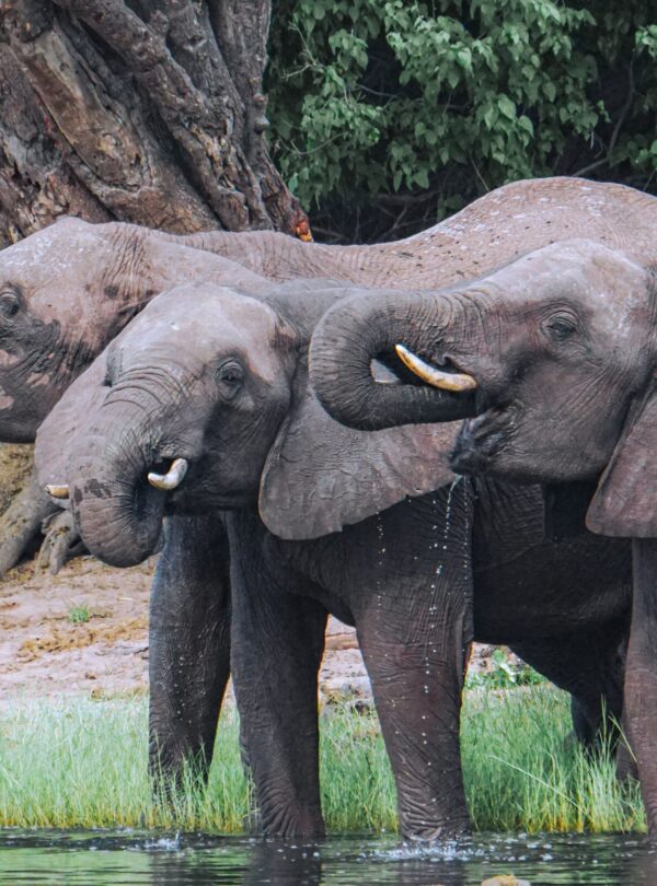 African elephants drinking together in Botswana wilderness