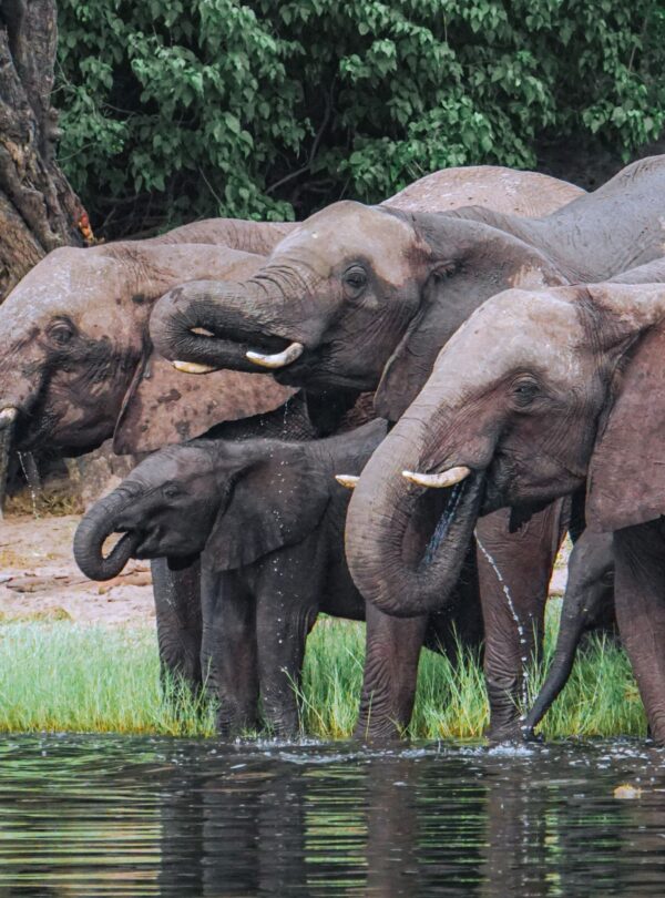 African elephants drinking at a waterhole in Botswana