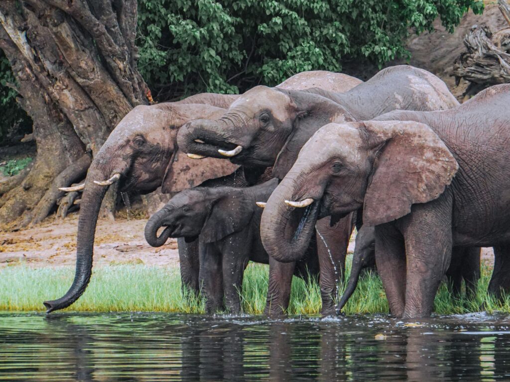 Elephant family drinking at Botswana waterhole