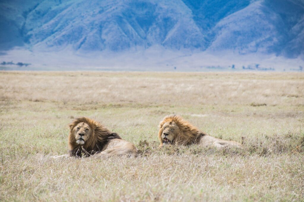 Two male lions resting in Tanzanian grassland