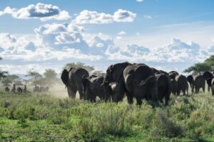 Ruaha National Park