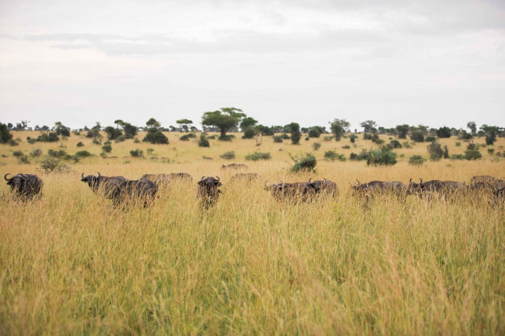 Herd of African buffalo in Uganda grasslands