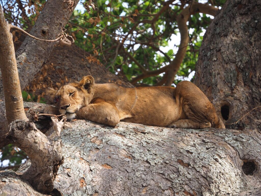 Lioness on a tree branch in Western Uganda — Queen Elizabeth style