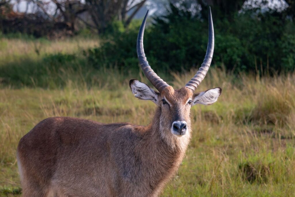 Waterbuck in grassy savanna, Uganda