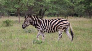 Akagera National Park