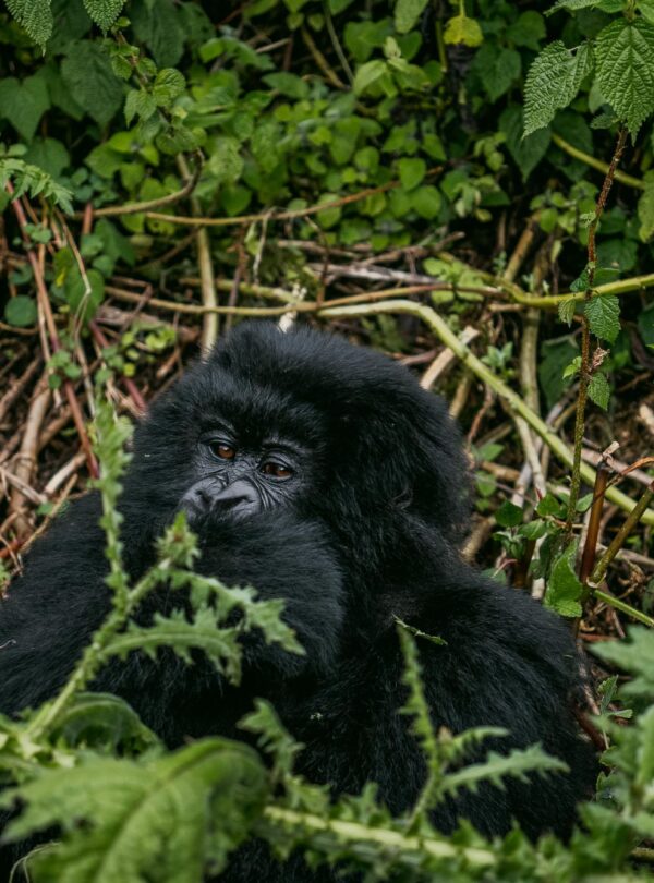 Mountain gorilla resting in dense jungle foliage — Volcanoes National Park trekking