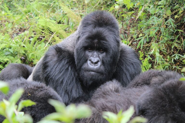Close-up of a silverback mountain gorilla in the forests of Kinigi, Rwanda