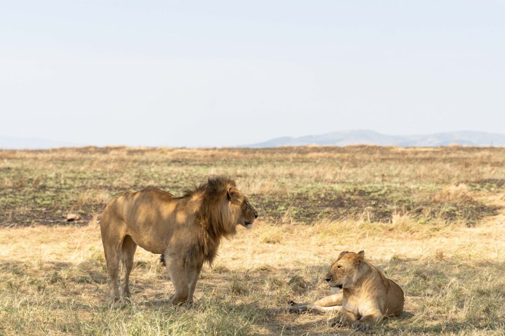Two lions resting in the golden Serengeti grasslands, Tanzania