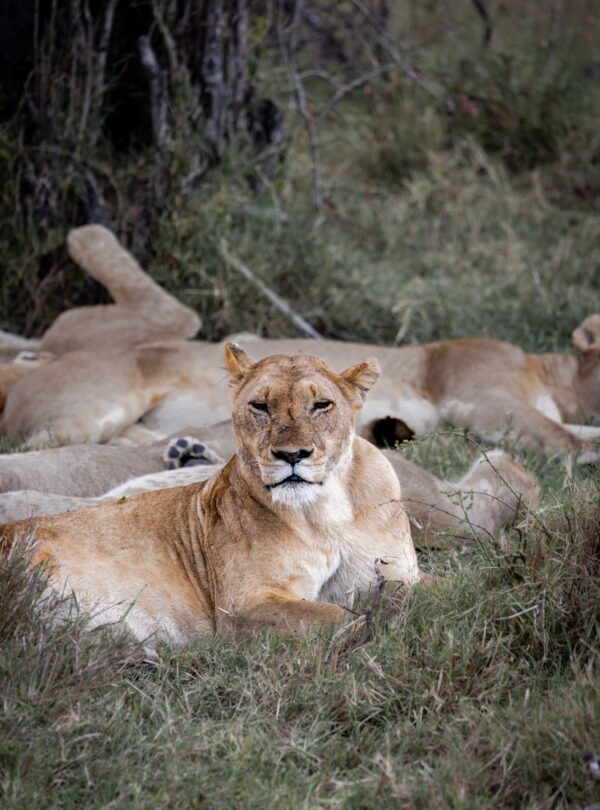 Pride of lions in the Serengeti wilderness