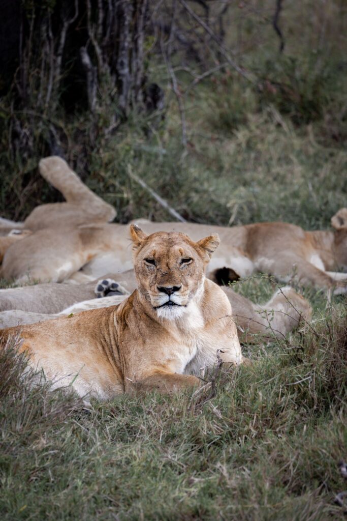 Lions in Serengeti