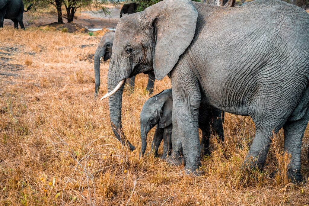 Close-up of African elephants in the Tanzanian wilderness — southern safari country