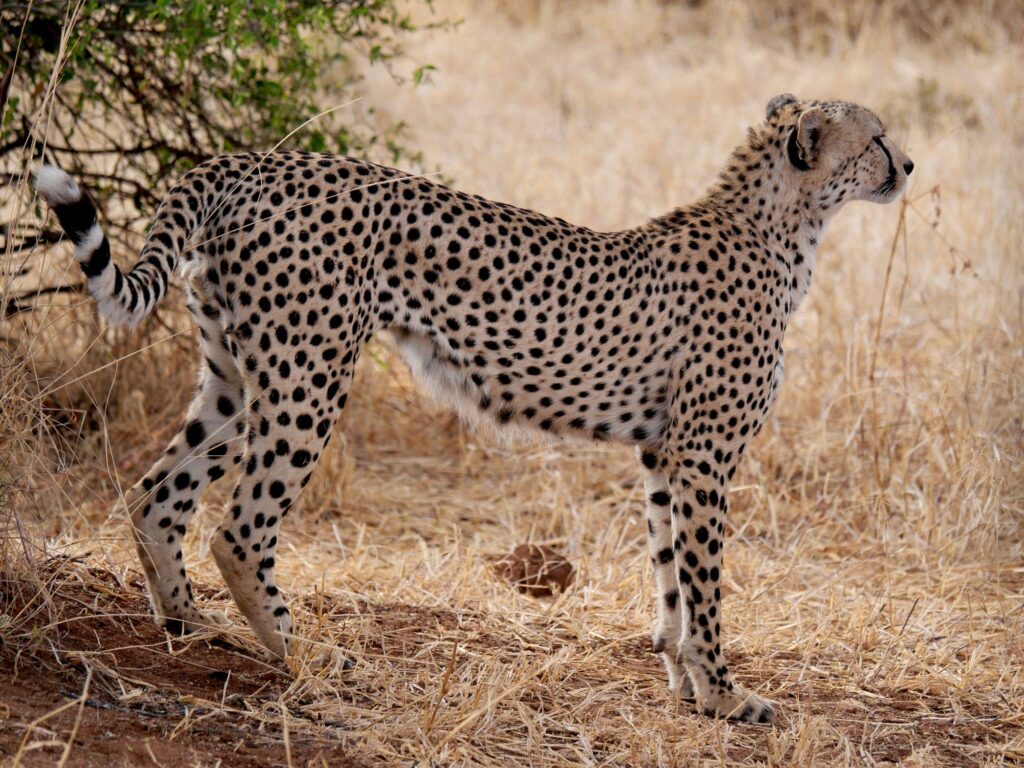 Cheetah standing in the dry savannah of Tarangire National Park, Tanzania