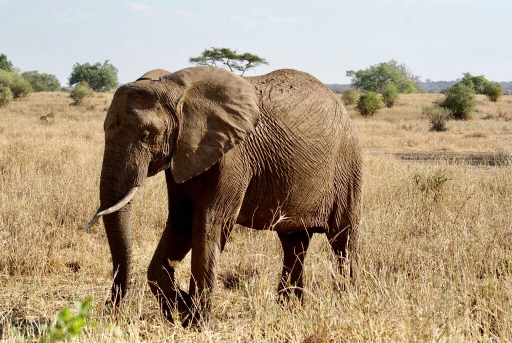 African elephant roaming the savanna in Tarangire National Park, Tanzania