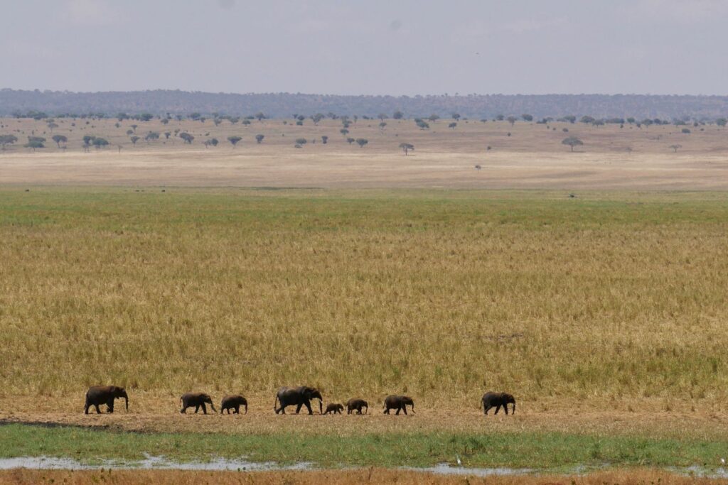 Elephants migrating across the savannah in Tarangire National Park, Tanzania