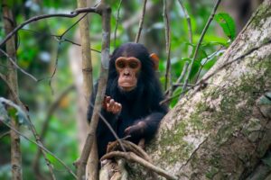 Kibale Chimpanzees
