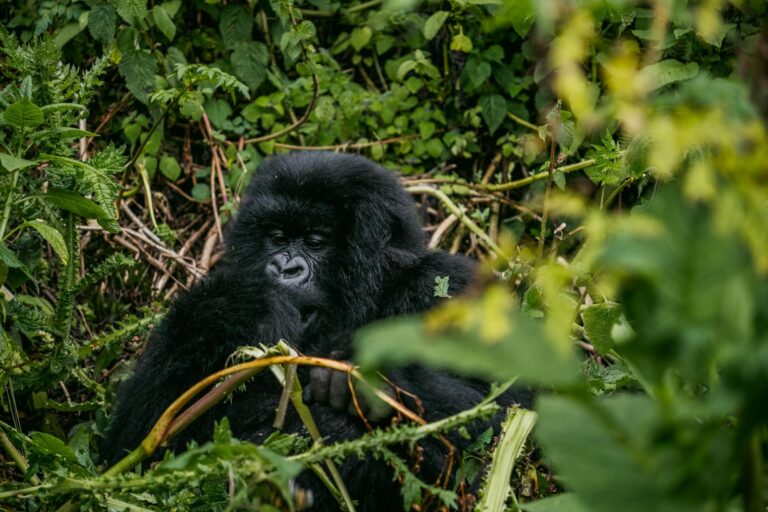 Mountain gorilla sitting in dense forest greenery, Uganda
