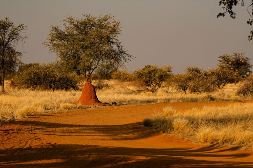 Empty red dirt safari road stretching across African plains at sunset