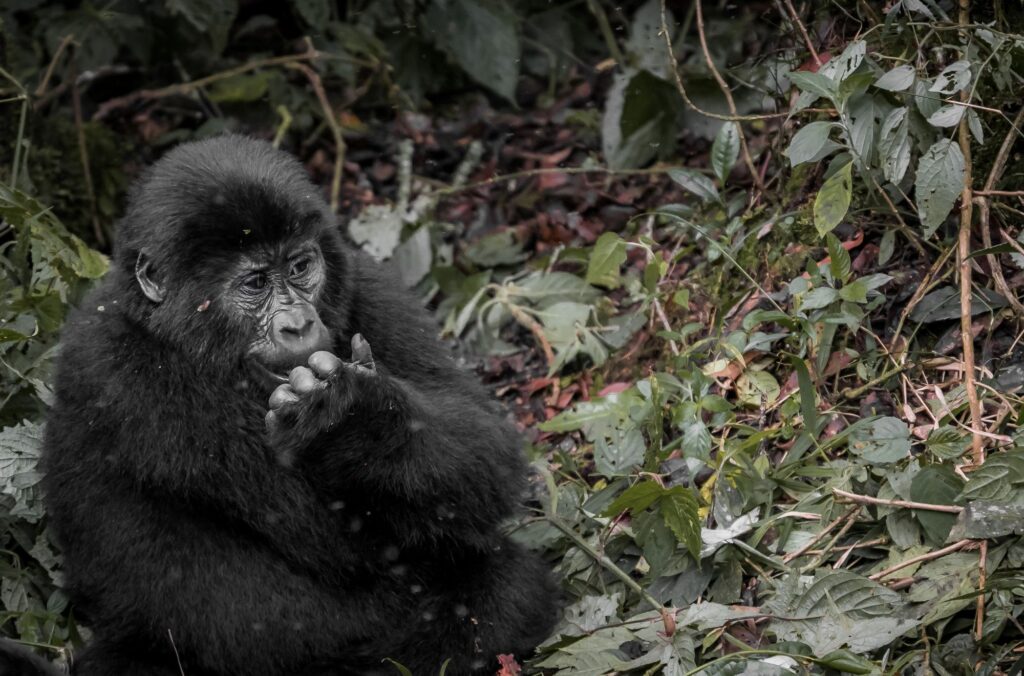 Gorilla Trek Vehicle Hire 1 Mountain gorilla in lush Ugandan jungle foliage