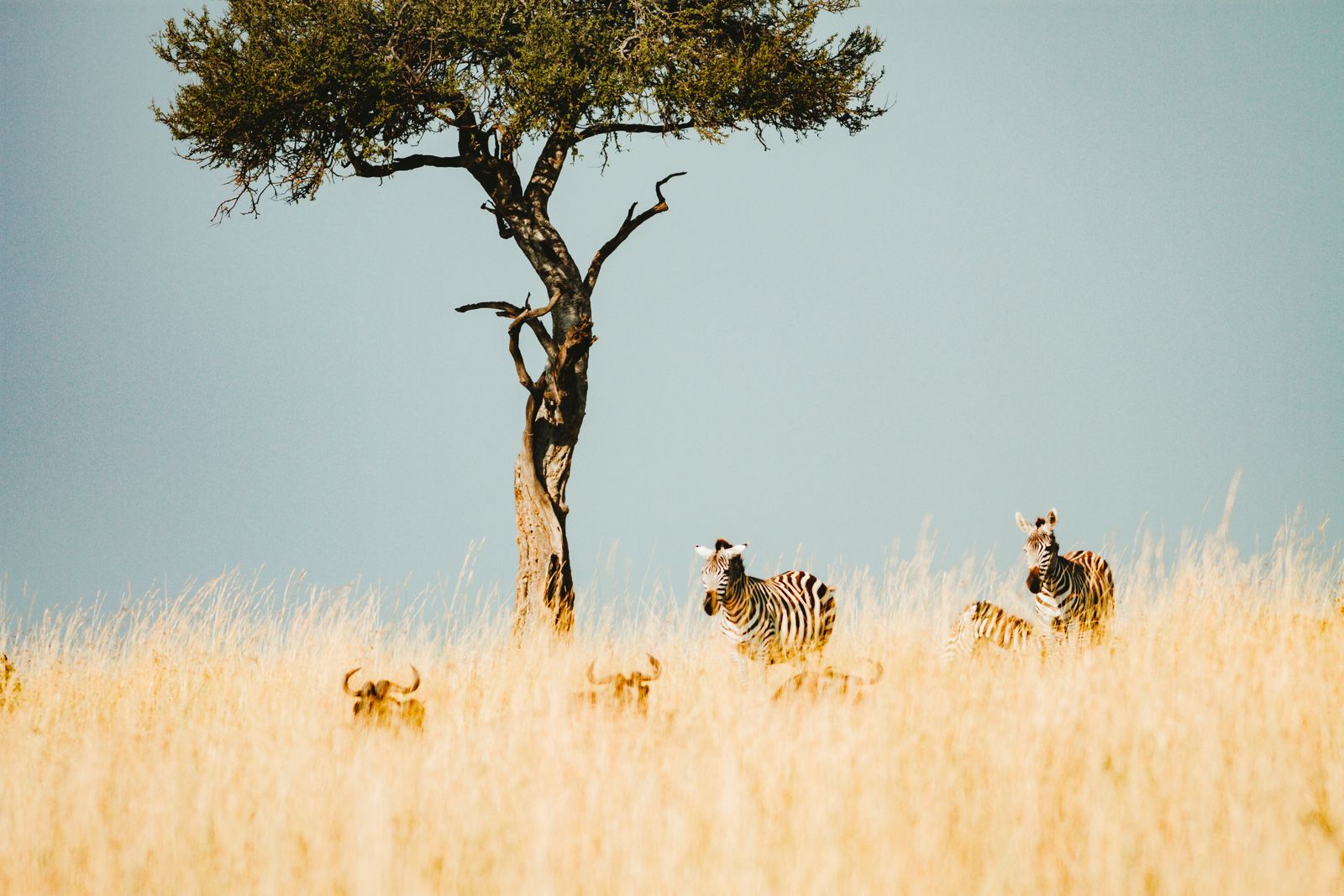 Zebras and wildebeest on Kenyan savanna for Masai Mara game-drive days