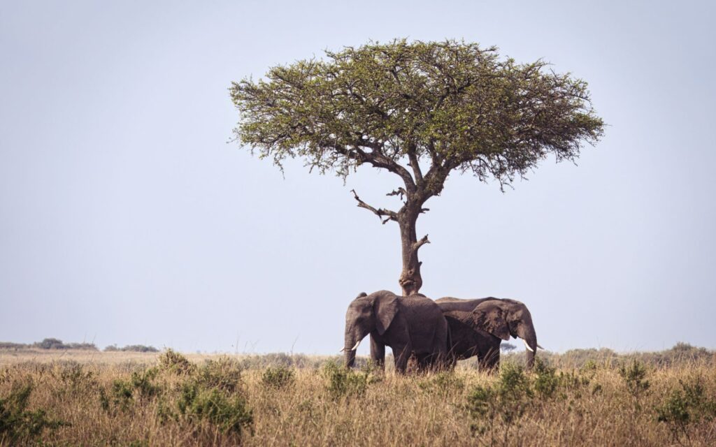 African elephants resting under an acacia tree on the Kenyan savannah