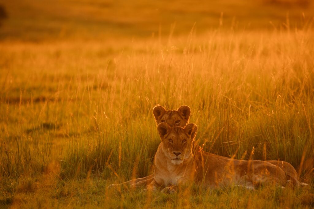 Two lions resting in golden Serengeti grassland at sunset — private safari experience