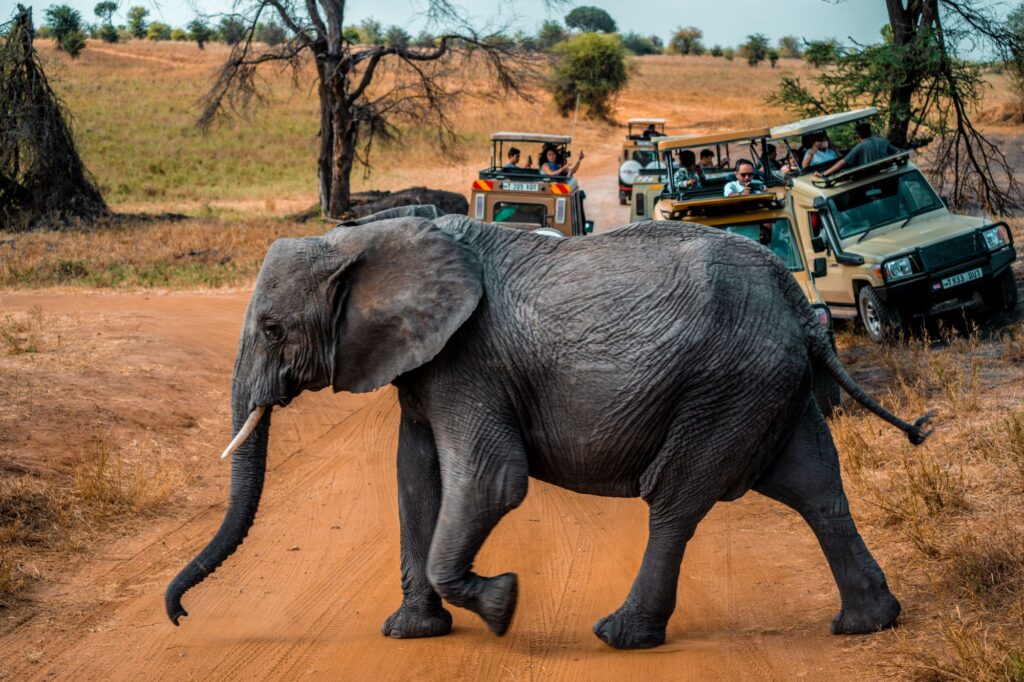 African elephant crossing dirt road during Tanzania safari — transfer plus game drive combo