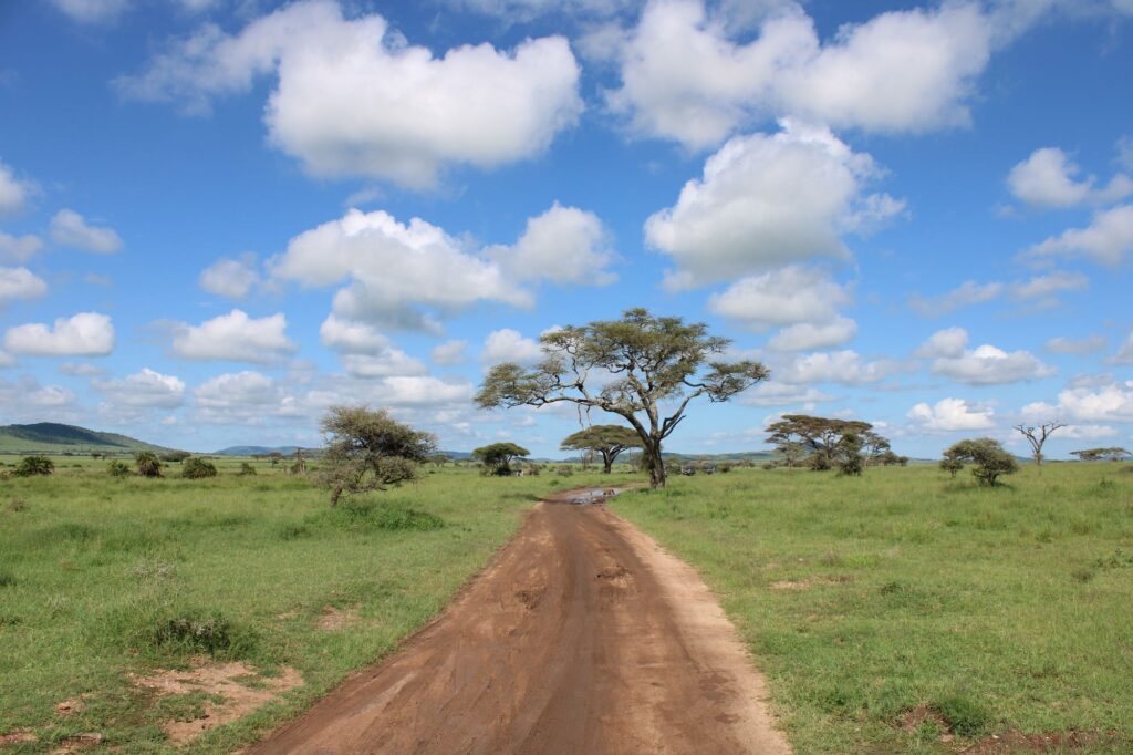 Tanzania Self-Drive 4x4 Hire 2 Dirt road through lush Serengeti landscape with acacia trees — Tanzania self-drive
