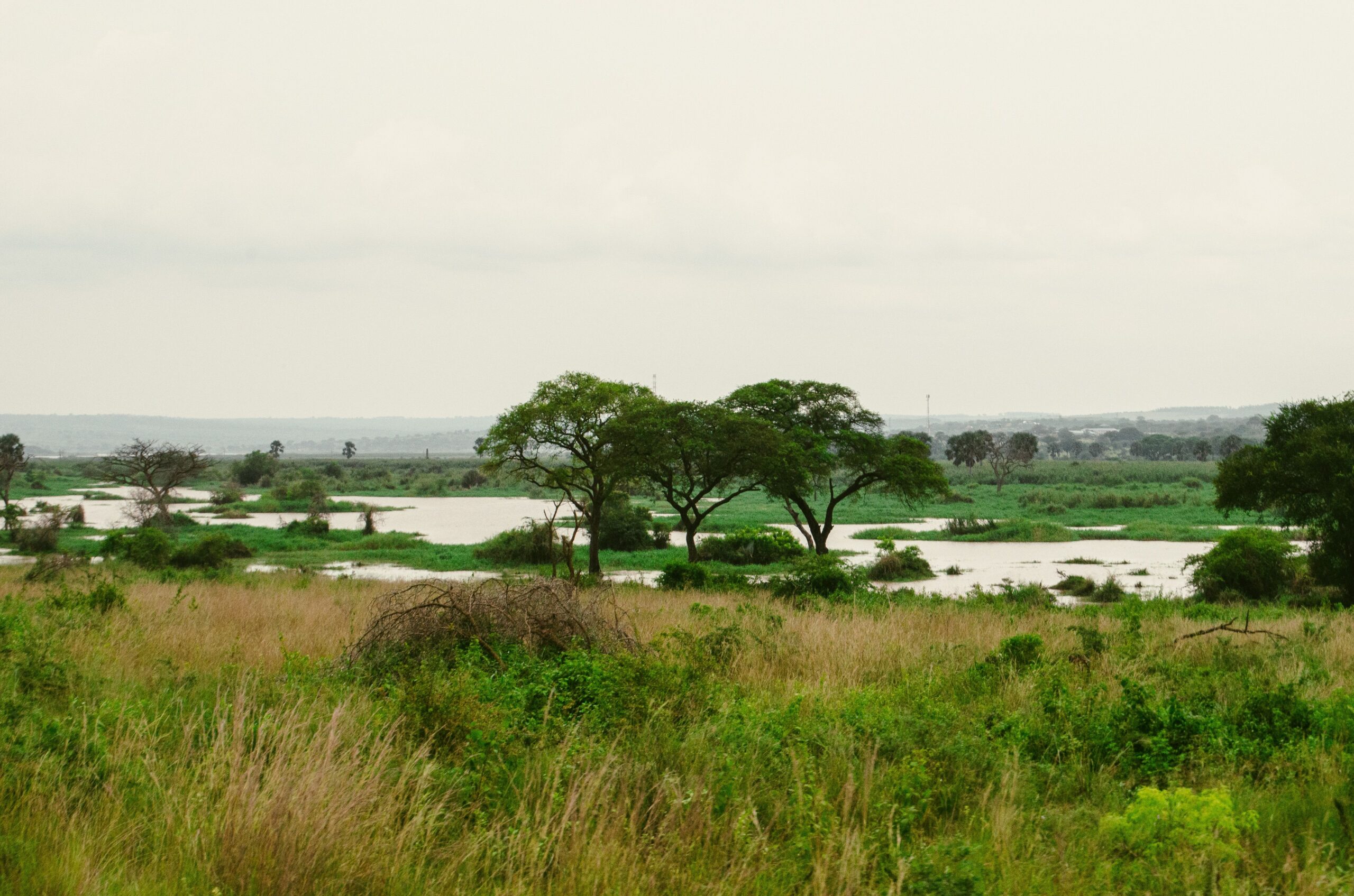 Uganda Safari Vehicle Hire 6 Green wetland and trees in Murchison Falls landscape Uganda